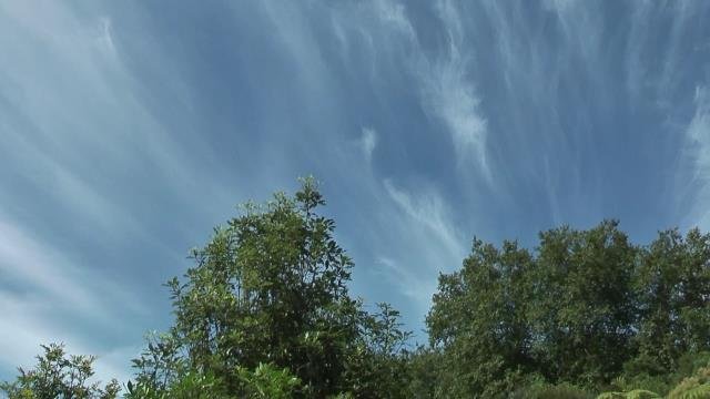 Cloud effect. Cambridge Tree Trust